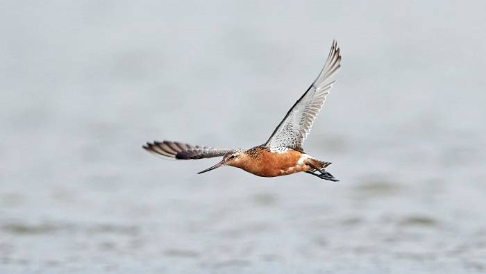 پرنده نوک انبری دم نواری / Bar-tailed godwit