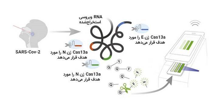 آزمایش تشخیص کووید دانشگاه کالیفرنیا / California covid test