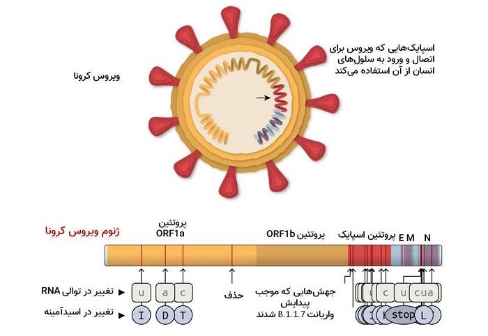 واریانت بریتانیایی ویروس کرونا / British variant 