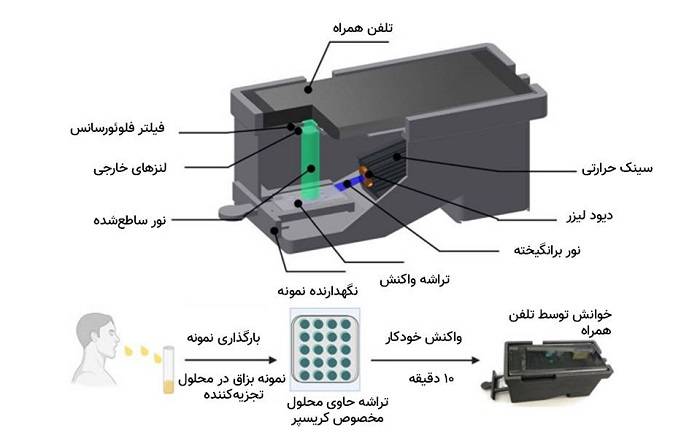 مراحل آزمایش تشخیص کووید با تلفن همراه و کریسپر / covid test based on CRISPR 