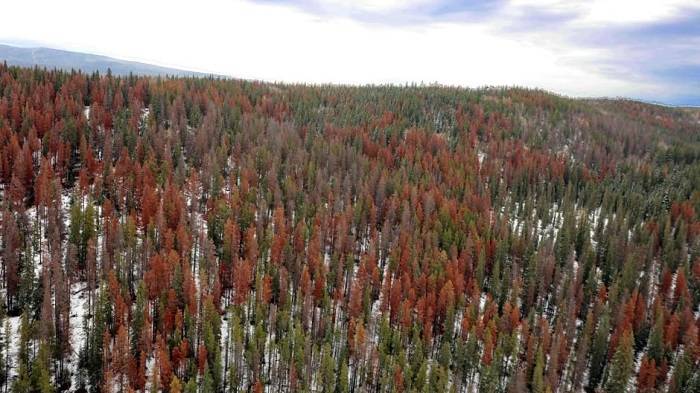 ویرانی جنگل توسط سوسک در کانادا / beetles devastated forested areas