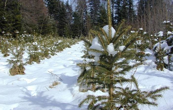 درخت مهندسی ژنتیک شدن سگوین / Seguin genetically modified tree