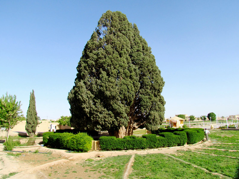 سرو ابرکوه