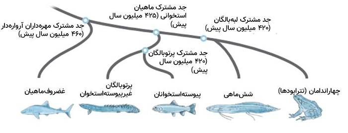 تکامل ماهی ها / evolution of fishes