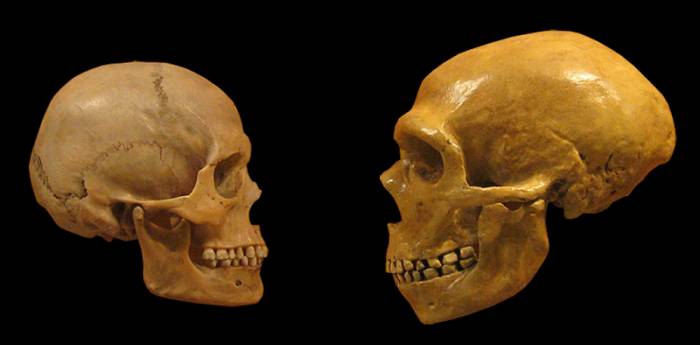 جمجمه انسان مدرن و نئاندرتال / modern human and Neanderthal skulls